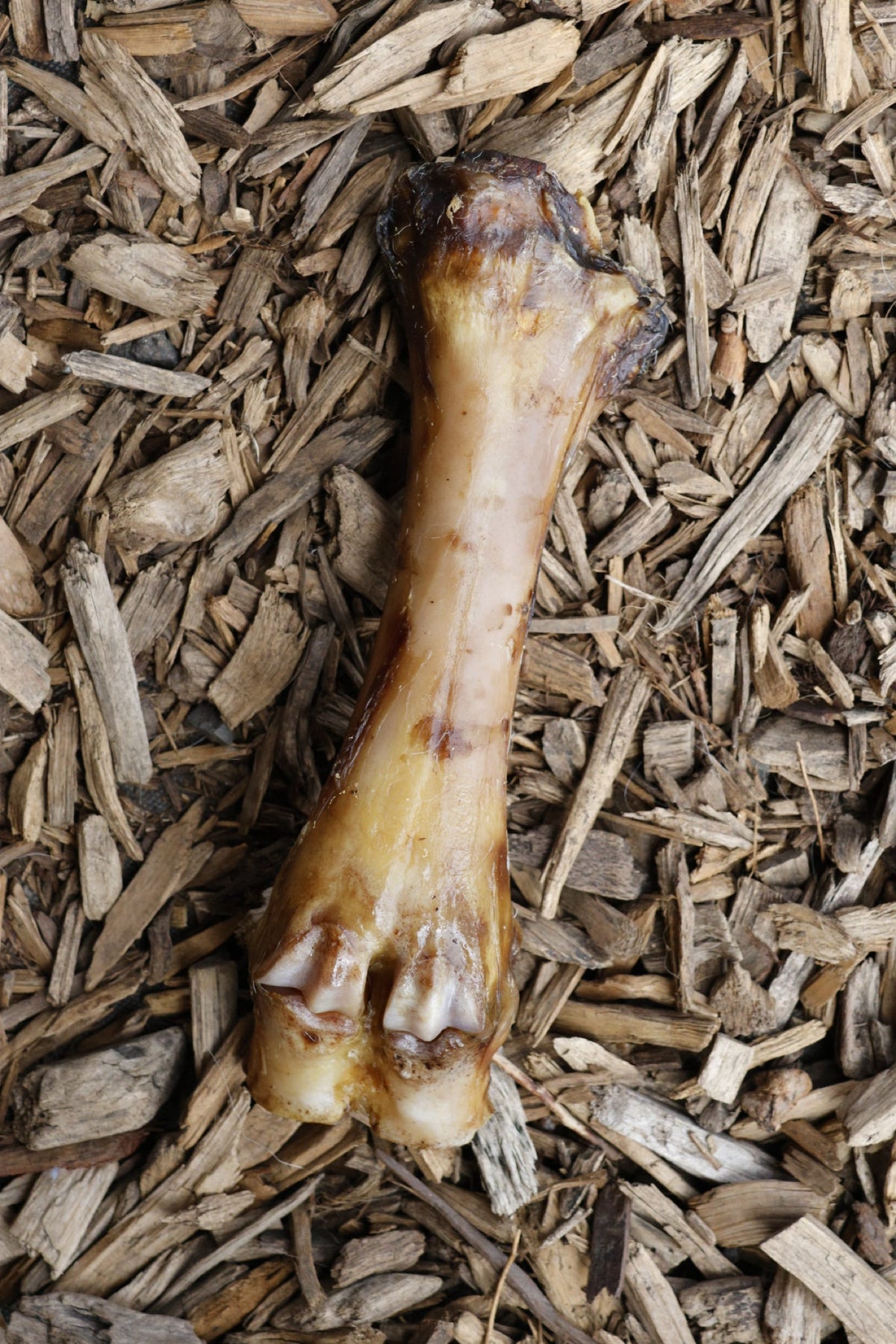Natural beef foot bone dog chew displayed on a bed of wood chips.
