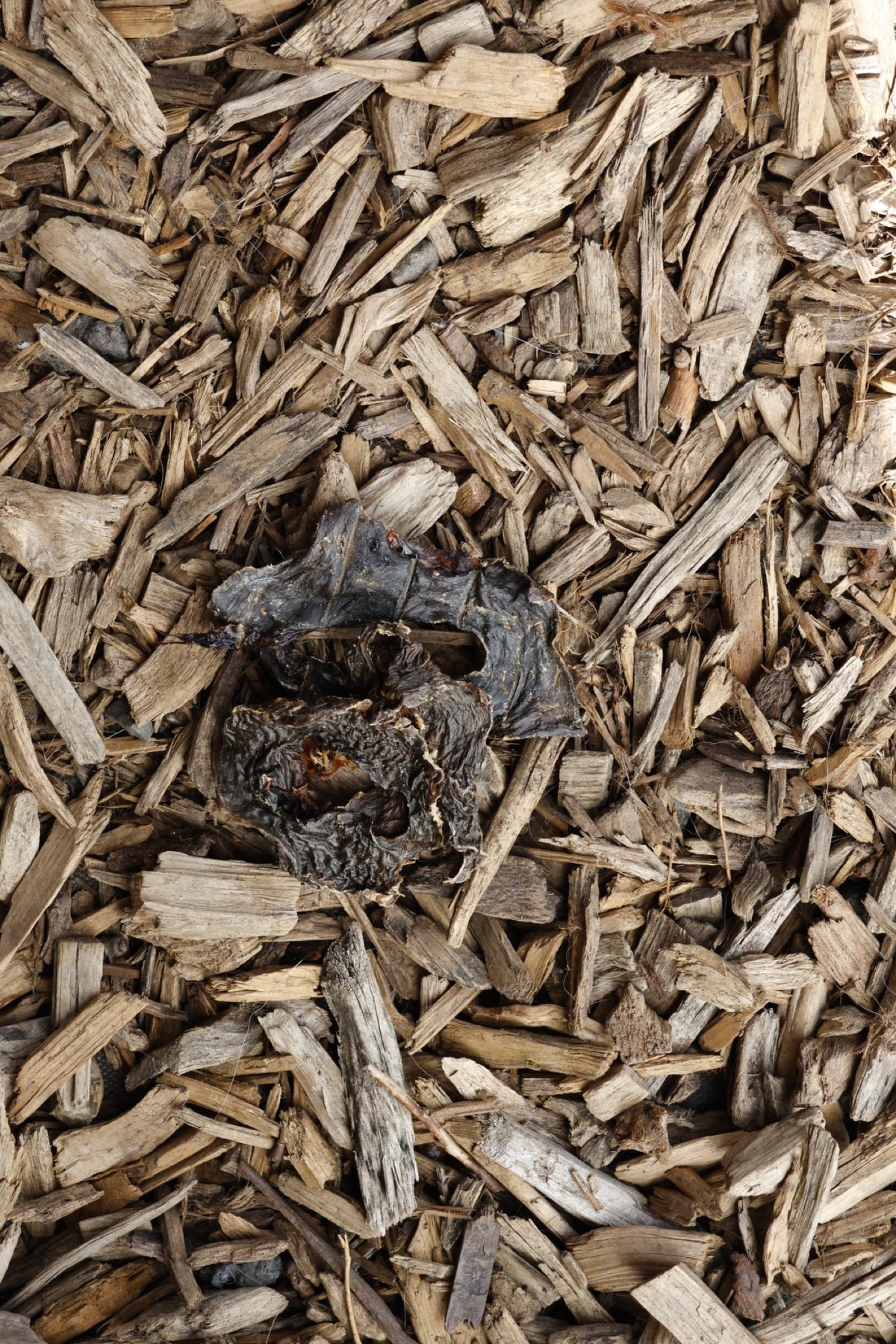 Dried beef heart slices on a bed of natural wood chips.