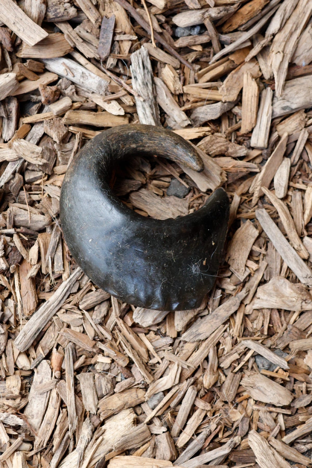Medium-sized dark buffalo horn dog chew, curved into a crescent shape, resting on wood chips.