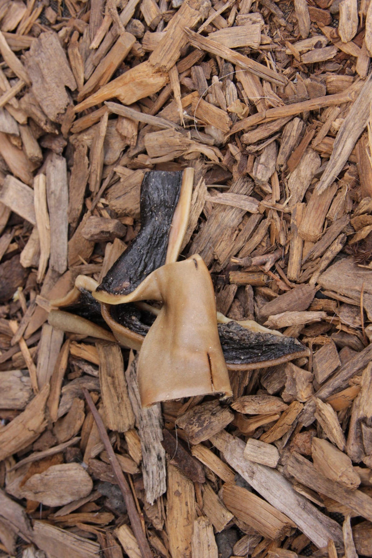 Camel skin dog chew pieces displayed on a bed of natural wood chip
