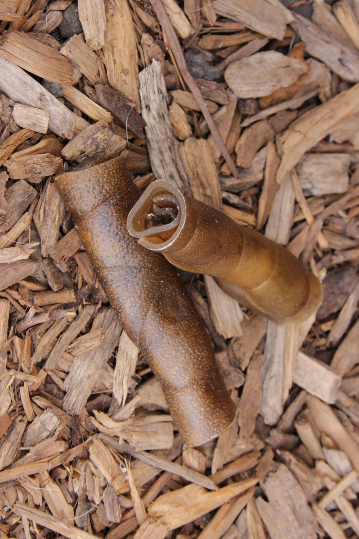 Two natural camel skin rolls with a textured surface, lying on a bed of rustic wood chips.