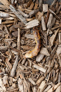 Dried chicken neck dog treat displayed on natural wood chips.
