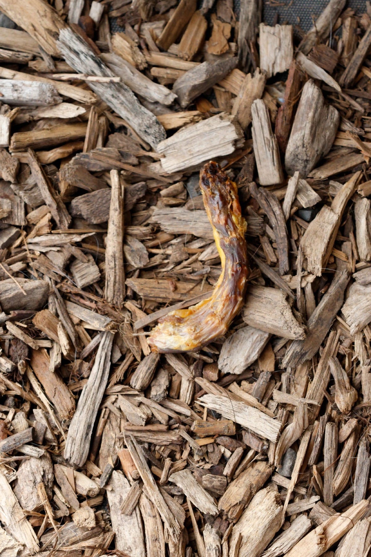Dried chicken neck dog treat displayed on natural wood chips.