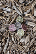Four round cod coins in green, pink, grey and purple tones arranged on a bed of wood chips.