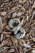 Cod fish doughnut dog chew treat on natural wood chips