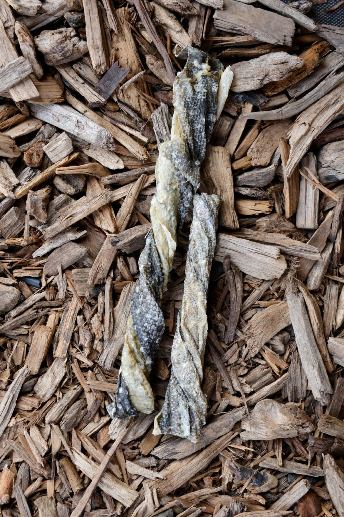 Cod twist fish dog chew treats on natural wood chips