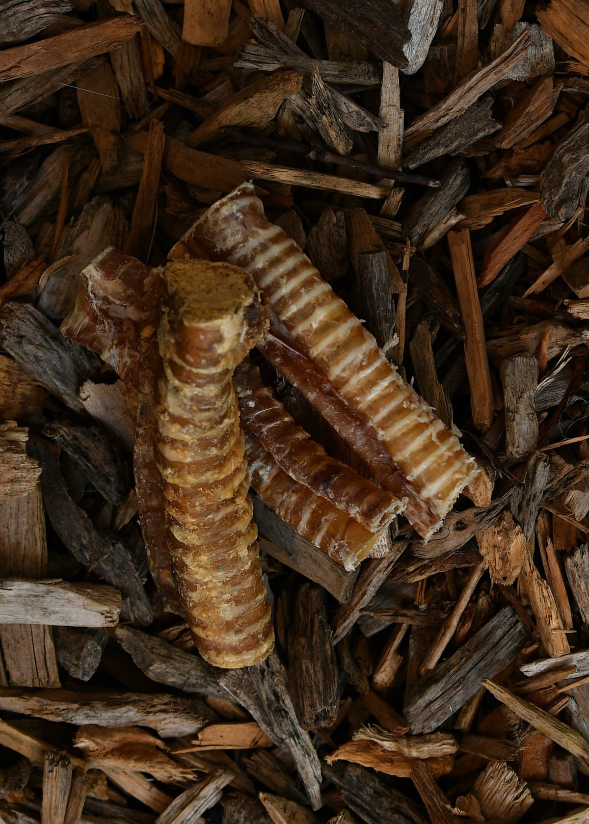 Collagen-filled beef trachea dog treats, showing several ribbed brown pieces with a collagen filling, arranged on natural wood chips.