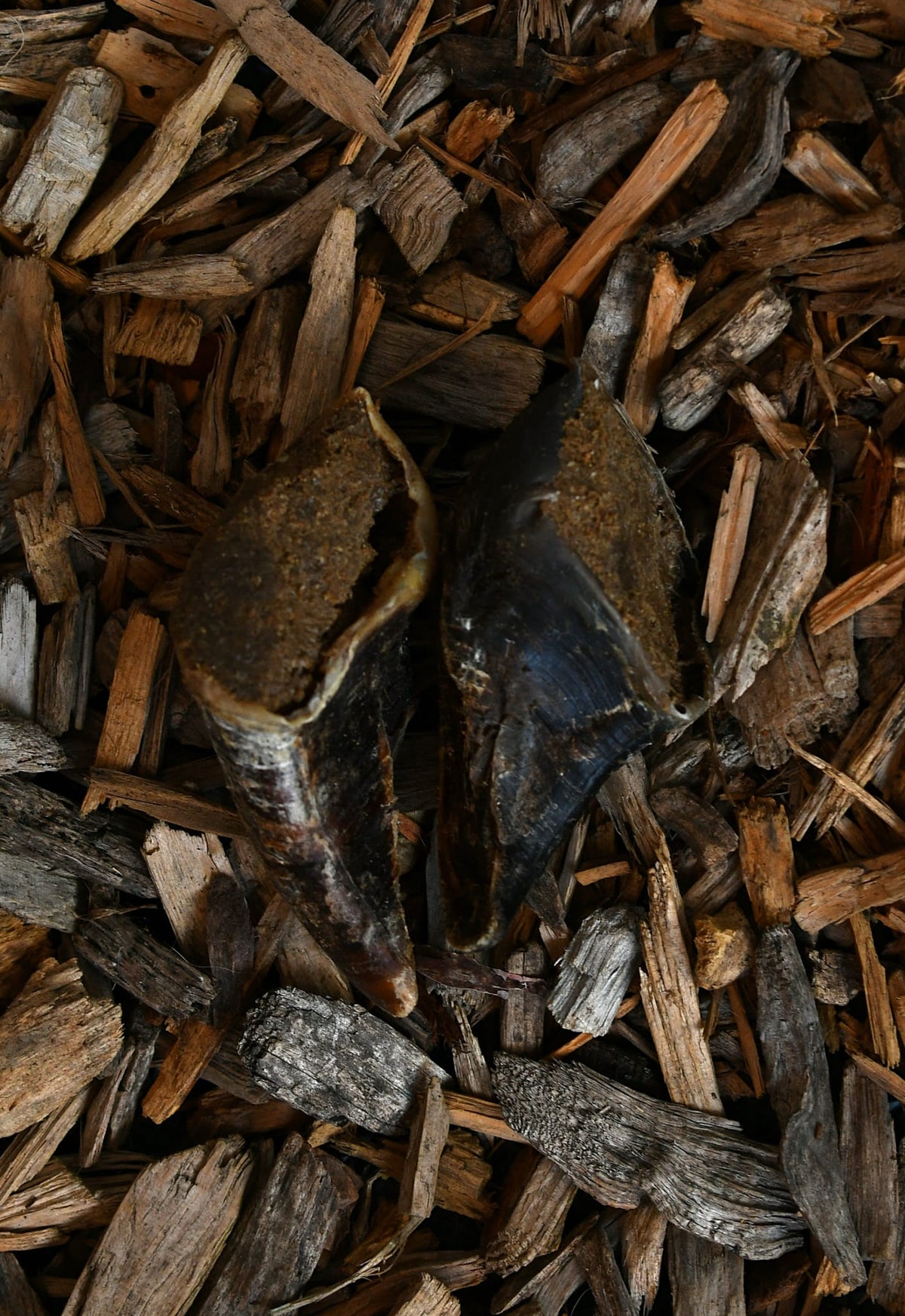 Two collagen-filled cow hooves resting on wood chips.