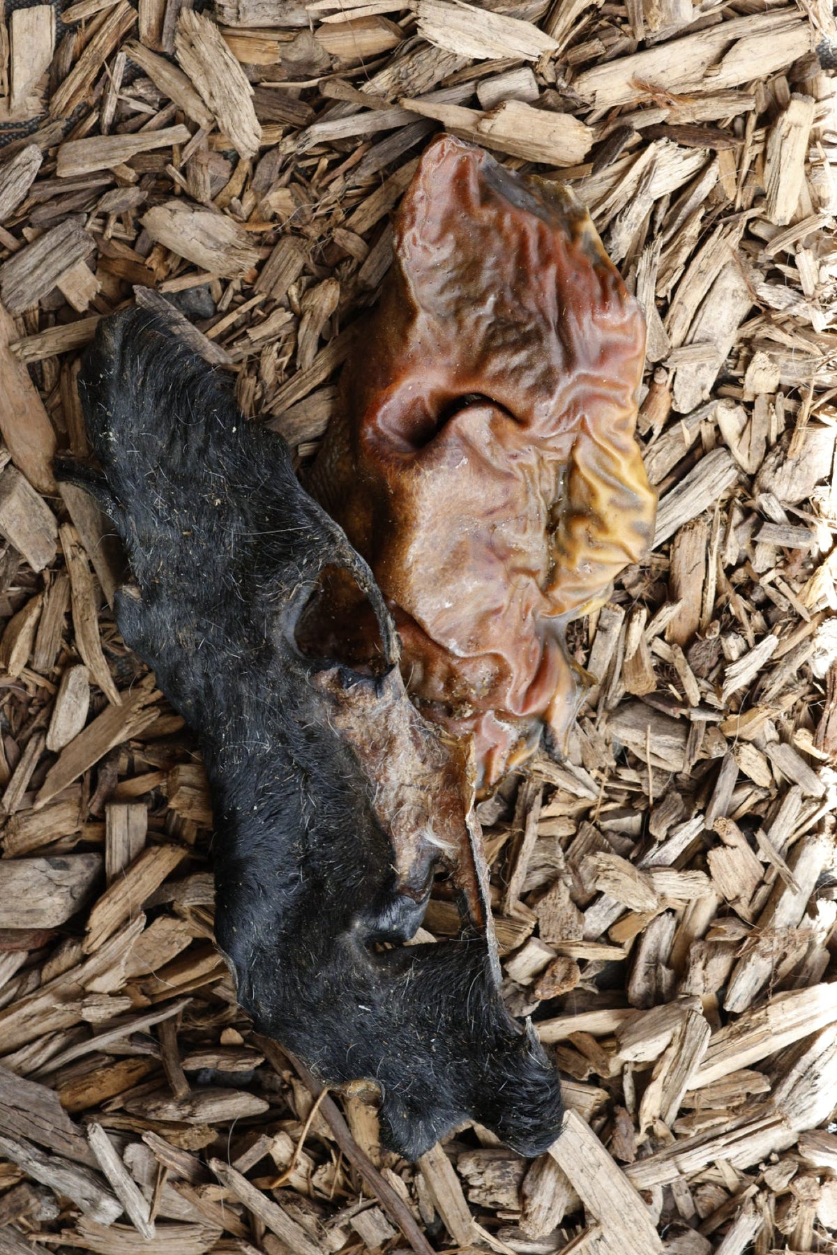 Hairy and plain cow snout dog chews on natural wood chips