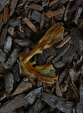 Two dried duck feet with golden-brown skin and visible webbing, shown on a natural wood-chip background.