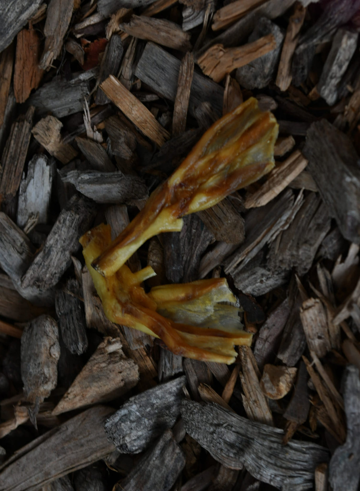 Two dried duck feet with golden-brown skin and visible webbing, shown on a natural wood-chip background.