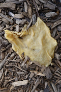 A large, pale yellow-beige hairless beef skin plate lying on a bed of wood chips.