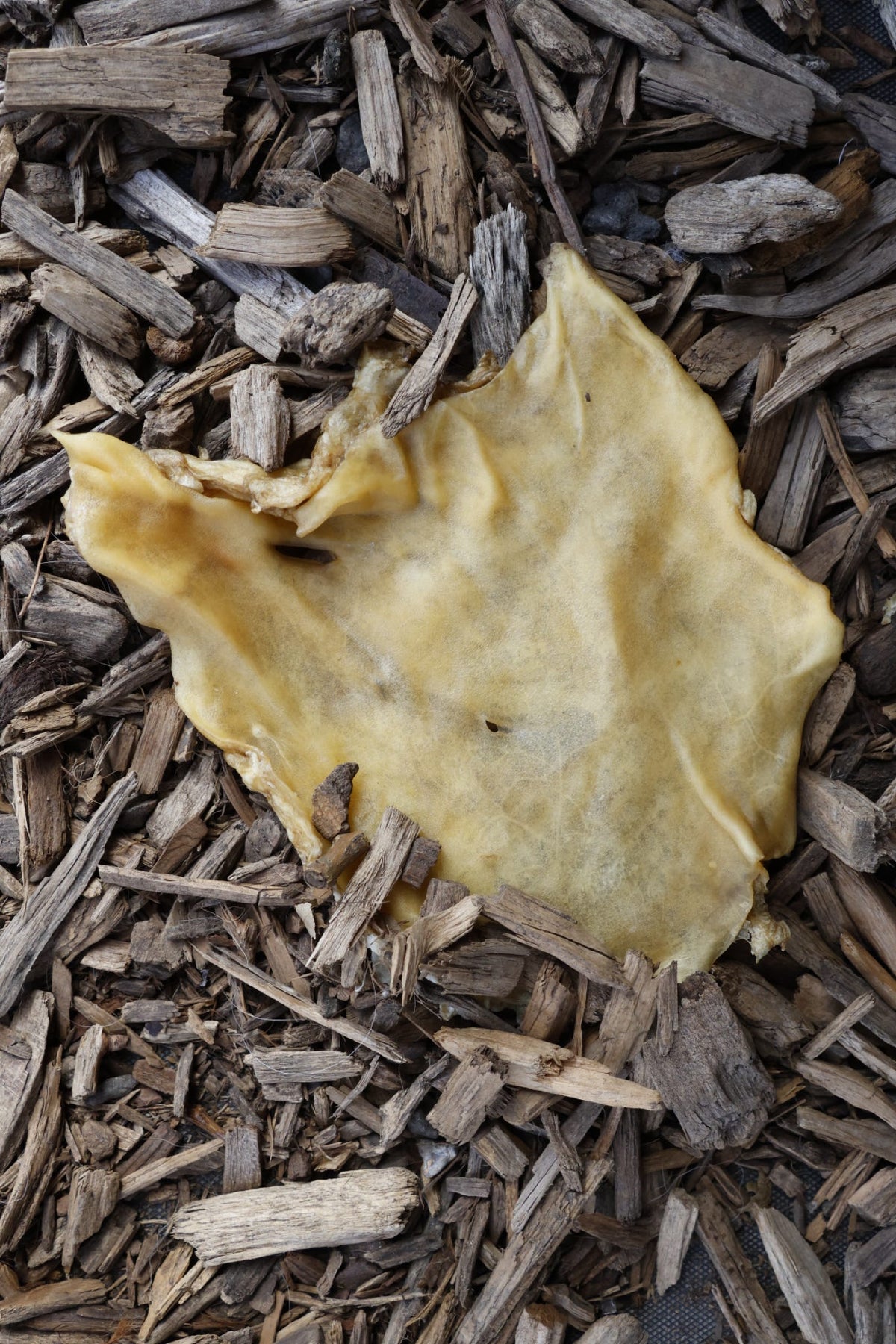 A large, pale yellow-beige hairless beef skin plate lying on a bed of wood chips.