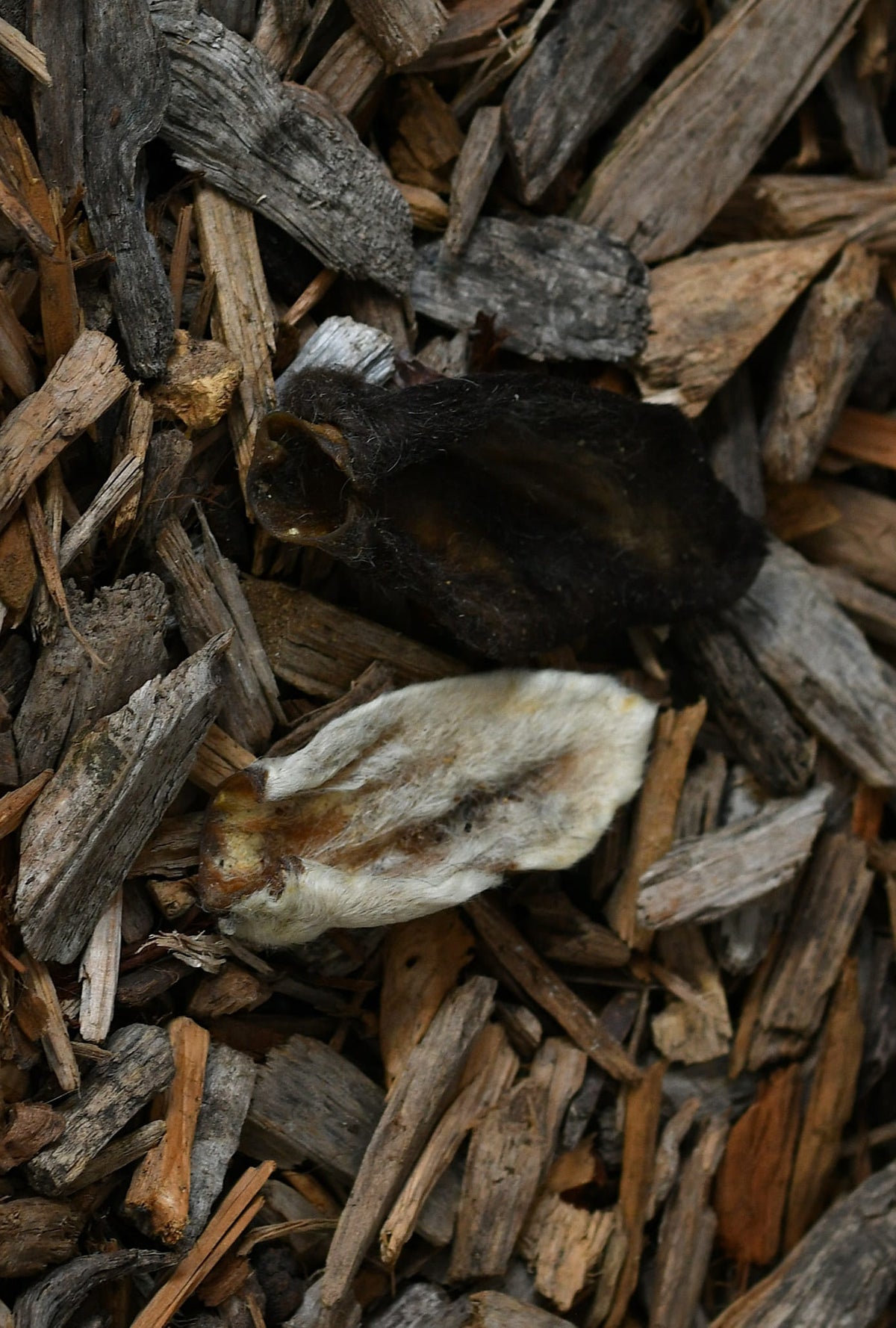 Two hairy lamb ears, one dark and one light, resting on a bed of rustic wood chips.