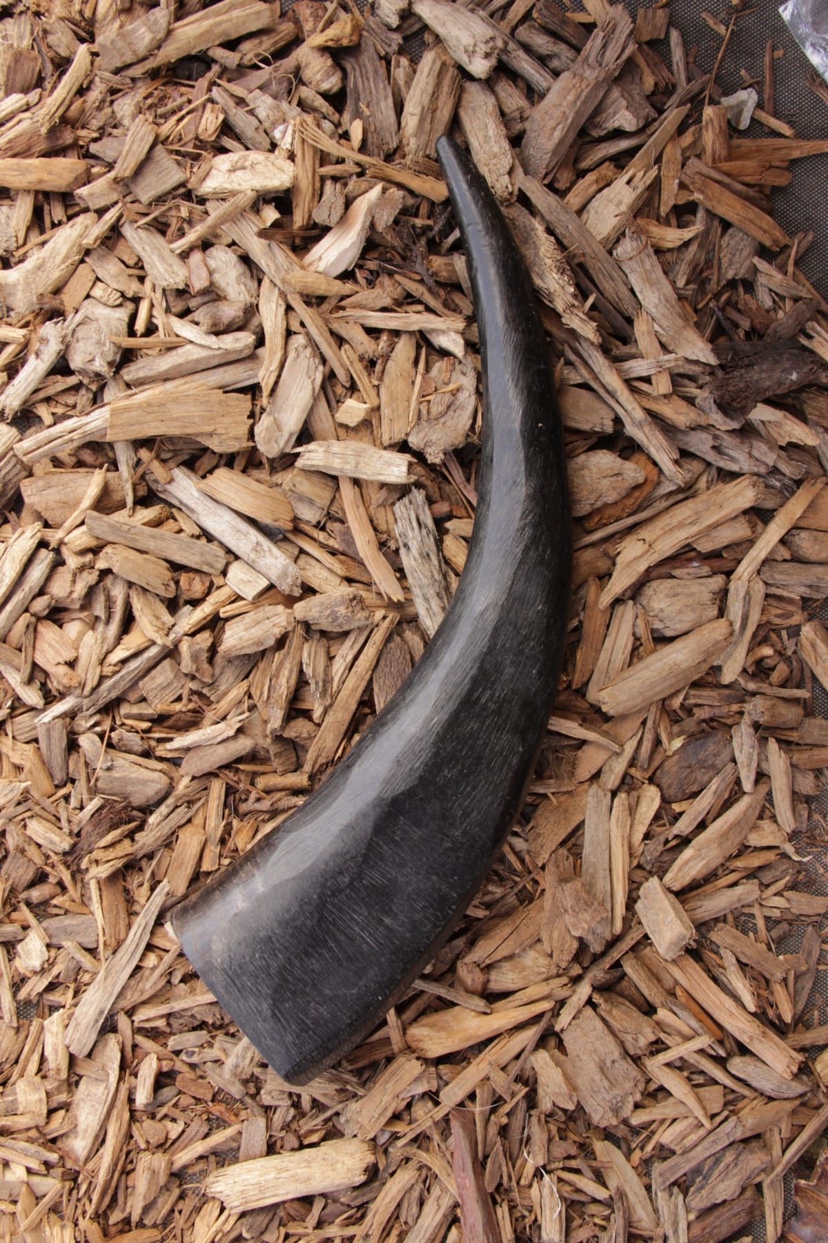 A large black buffalo horn dog chew lying diagonally on a bed of wood chips.