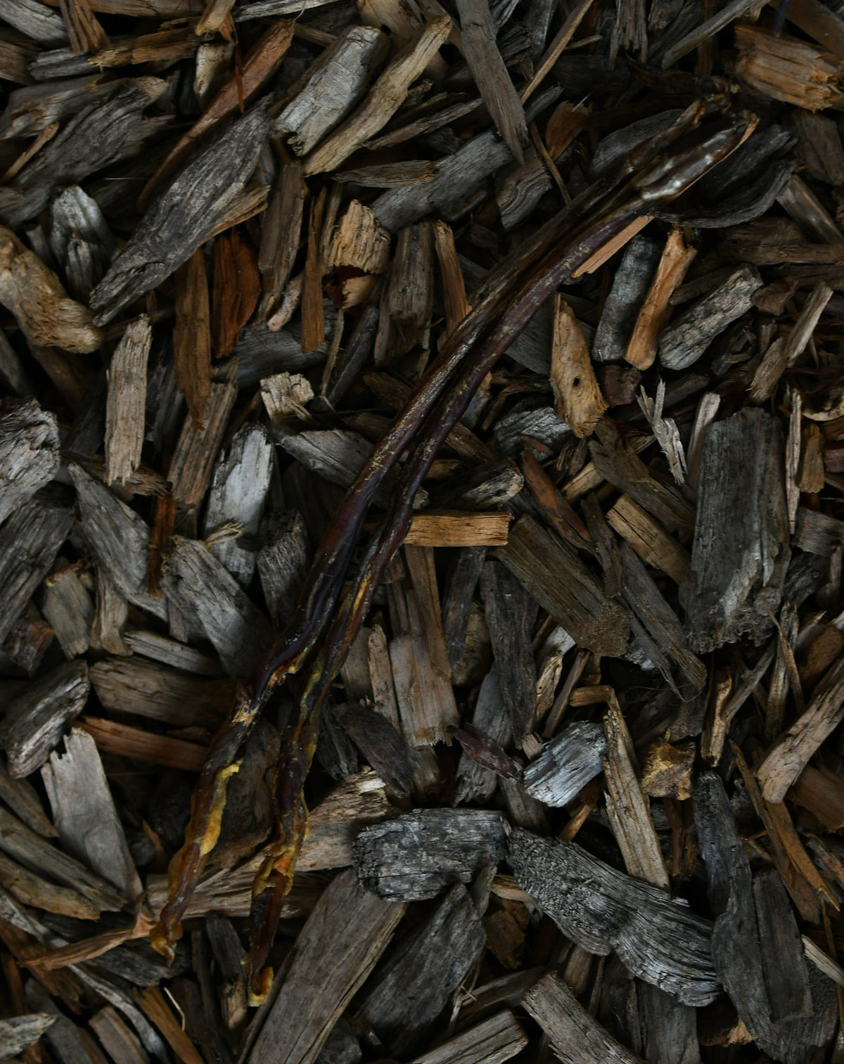 A long lamb pizzle resting on wood chips and bark pieces.