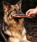 A German Shepherd dog holds a large lamb tube chew in its mouth while a human hand offers the other end of the treat outdoors on a leaf-covered ground.