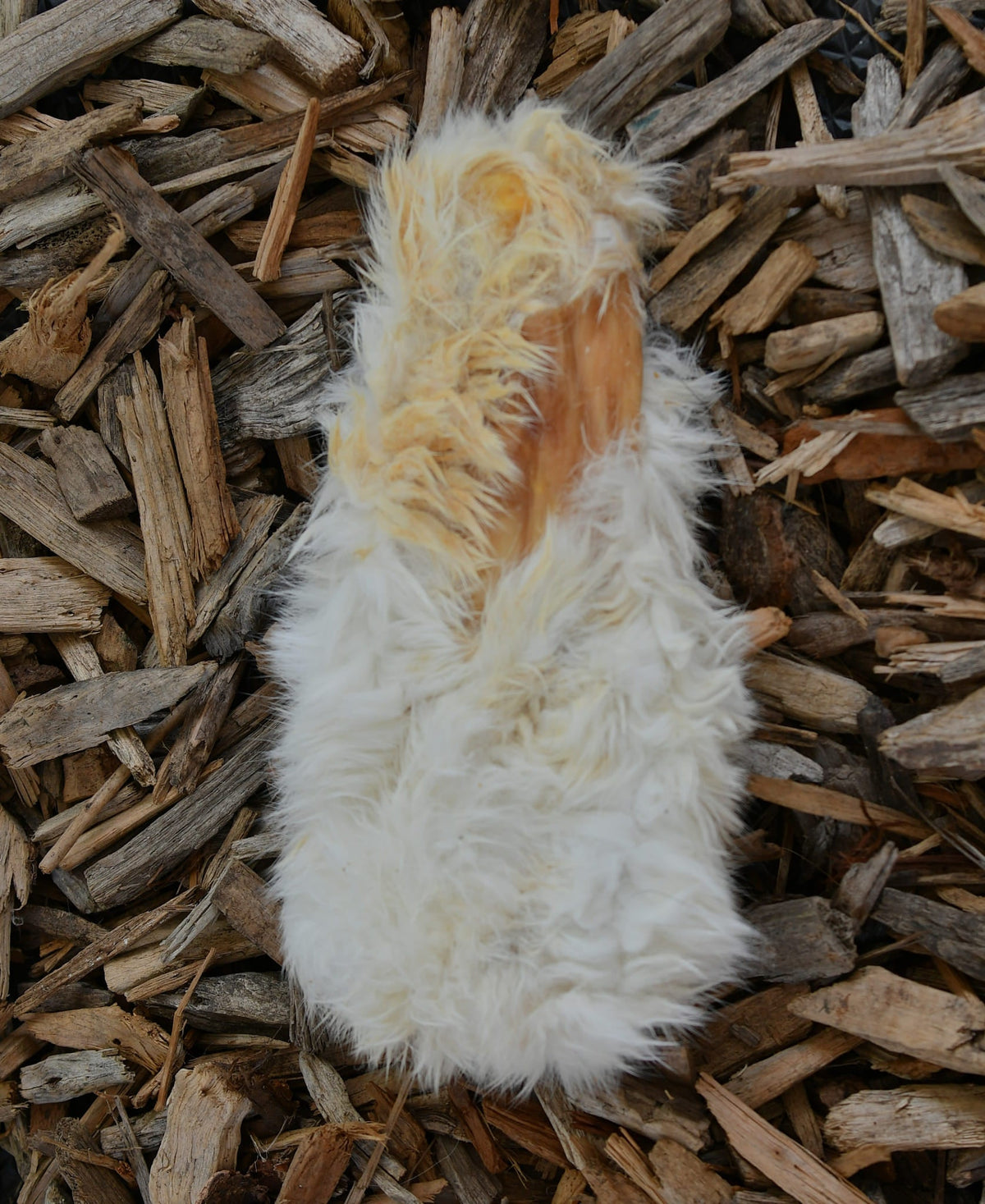 A medium-sized white hairy rabbit skin chew resting on a bed of rustic wood chips.