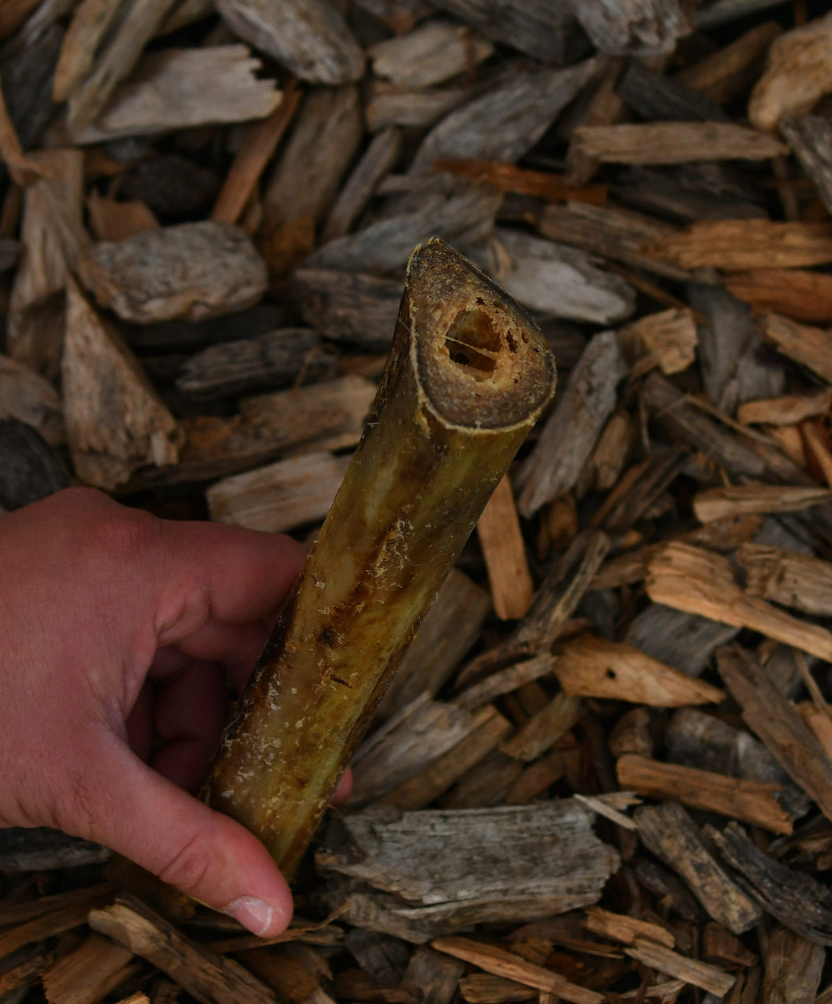 Ostrich marrow bone dog chew held in a hand over a natural wood-chip background.