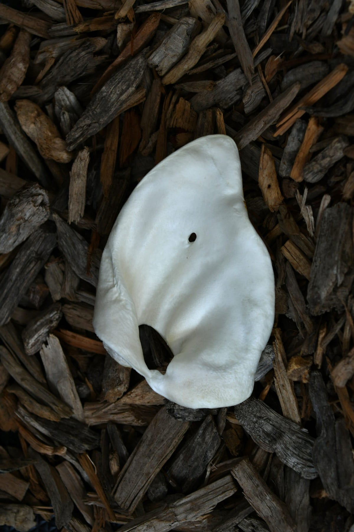 A single large white puffed pig ear with a naturally curved shape, shown on a natural wood-chip background.