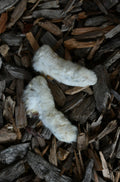 Two white rabbit feet chews on a bed of dark brown wood mulch.