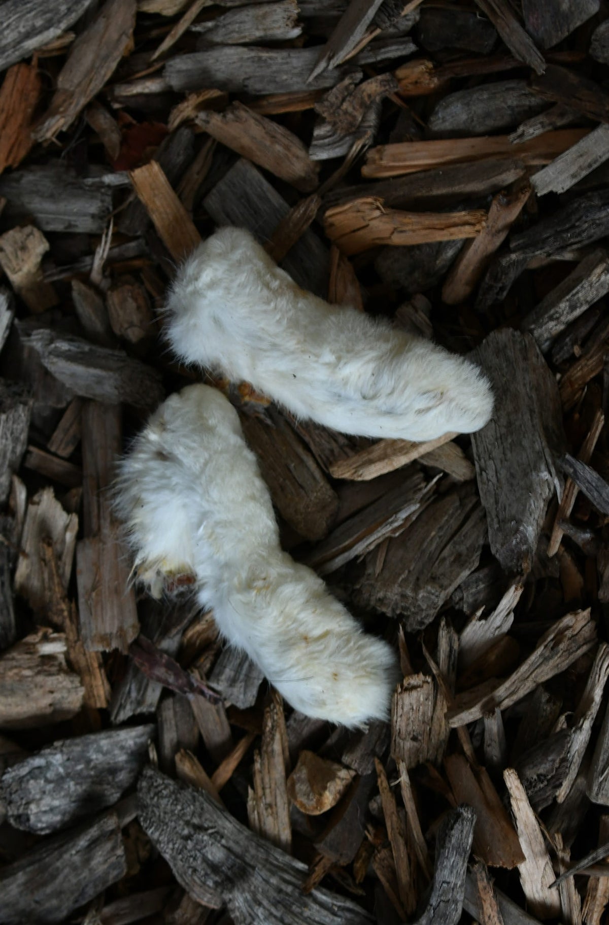 Two white rabbit feet chews on a bed of dark brown wood mulch.