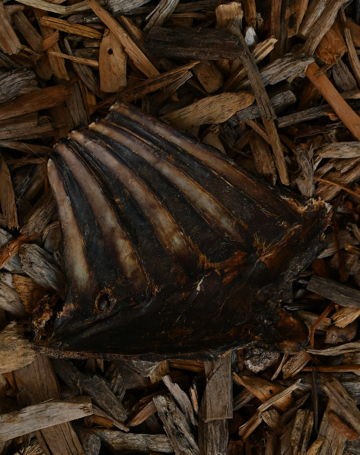 Dried roe deer ribs dog chew, showing a natural rib section with multiple ribs and a dark brown surface, placed on wood chips.