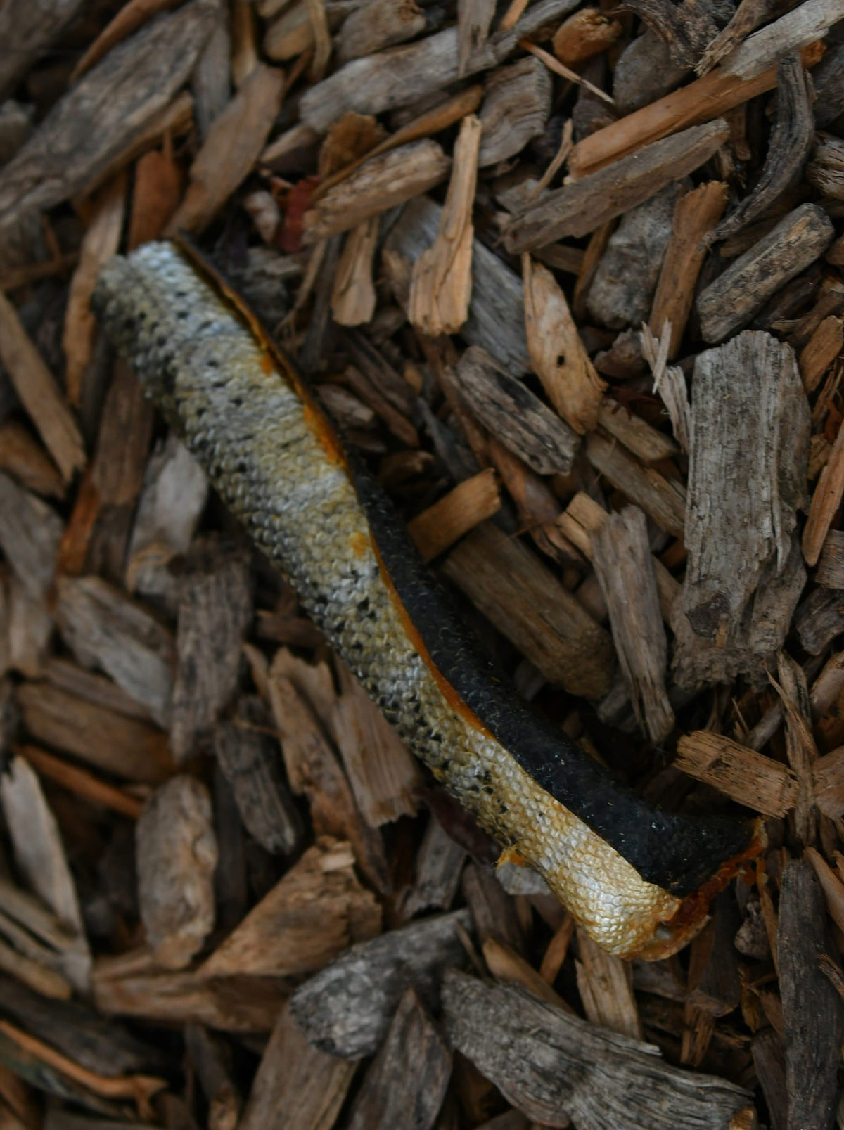 A single salmon skin roll with textured silver-grey skin and a dark underside, shown on a natural wood-chip background.
