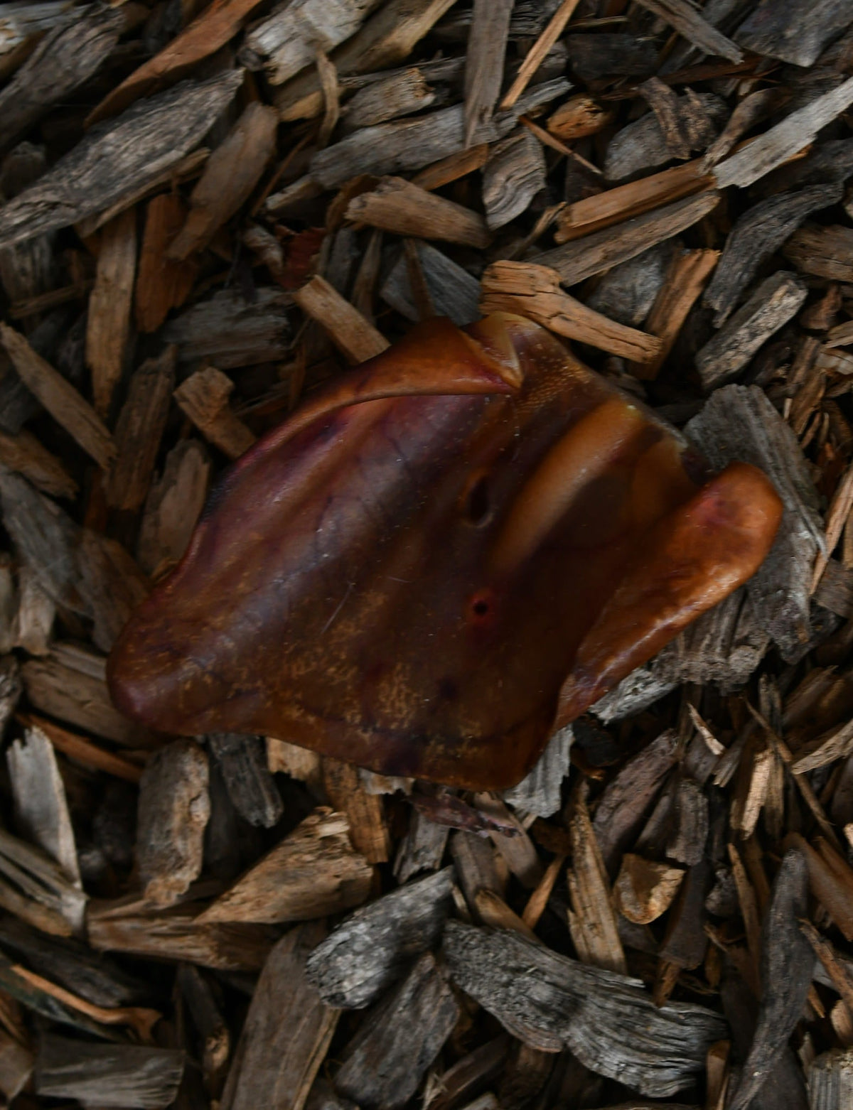 Sow ear dog chew resting on a bed of dark brown wood mulch.