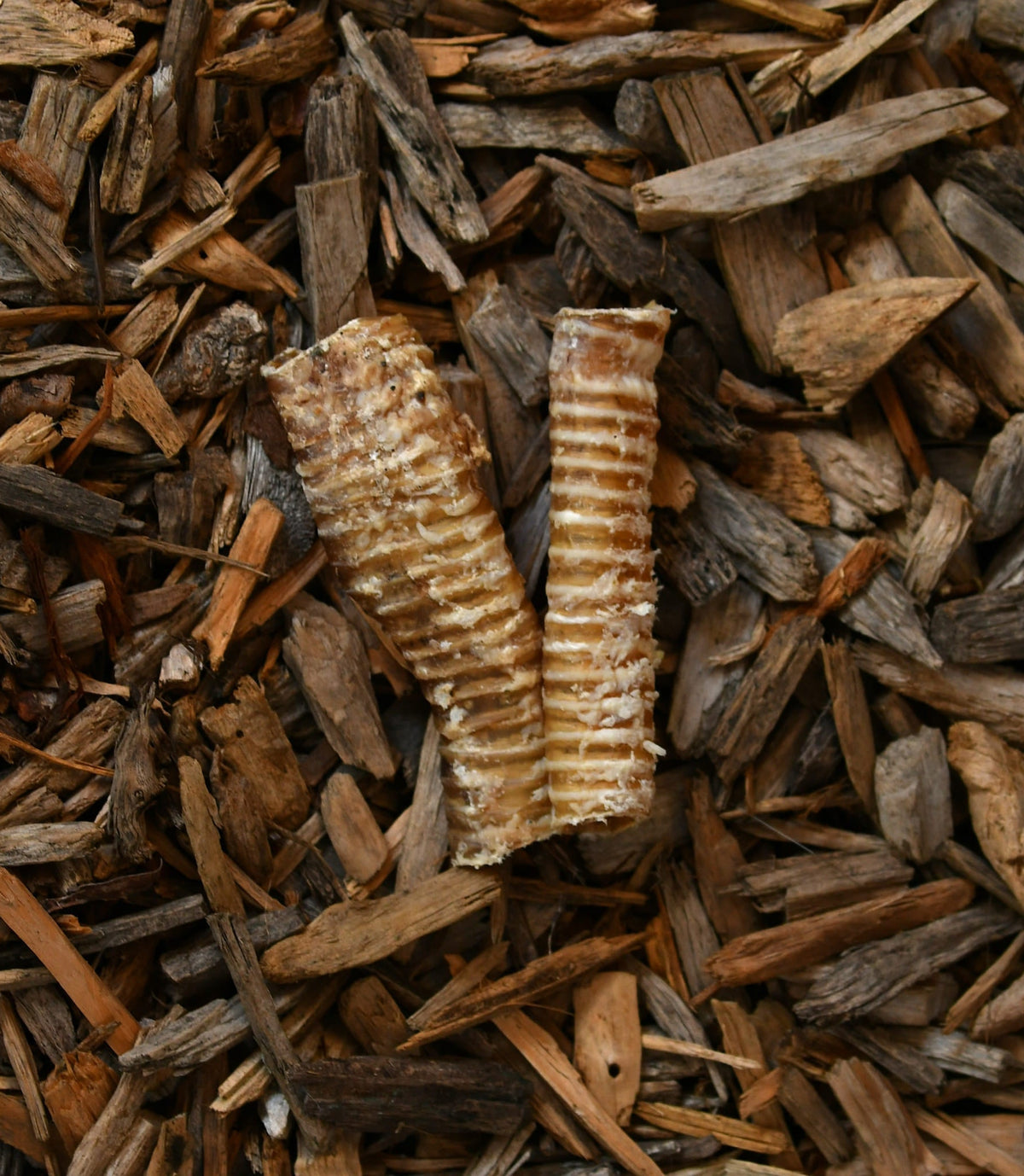 Two dried beef trachea dog treats, showing their ribbed texture, displayed on natural wood chips.