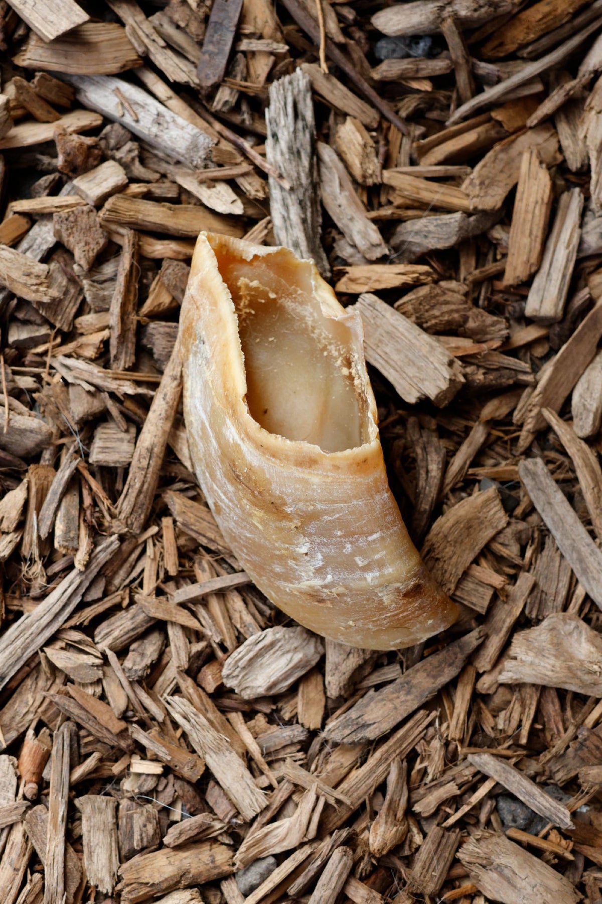 Natural unfilled cow hoof dog chew displayed on a bed of wood chips.