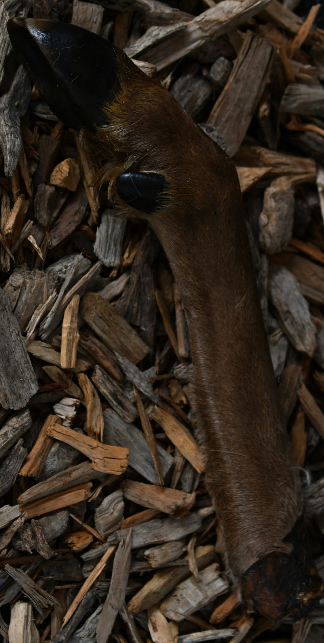 A brown deer foot with a black-tipped claw, lying on a bed of wood mulch.