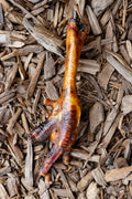 XL turkey foot dog treat, a large dried turkey foot with rich brown colouring, displayed on natural wood chips.