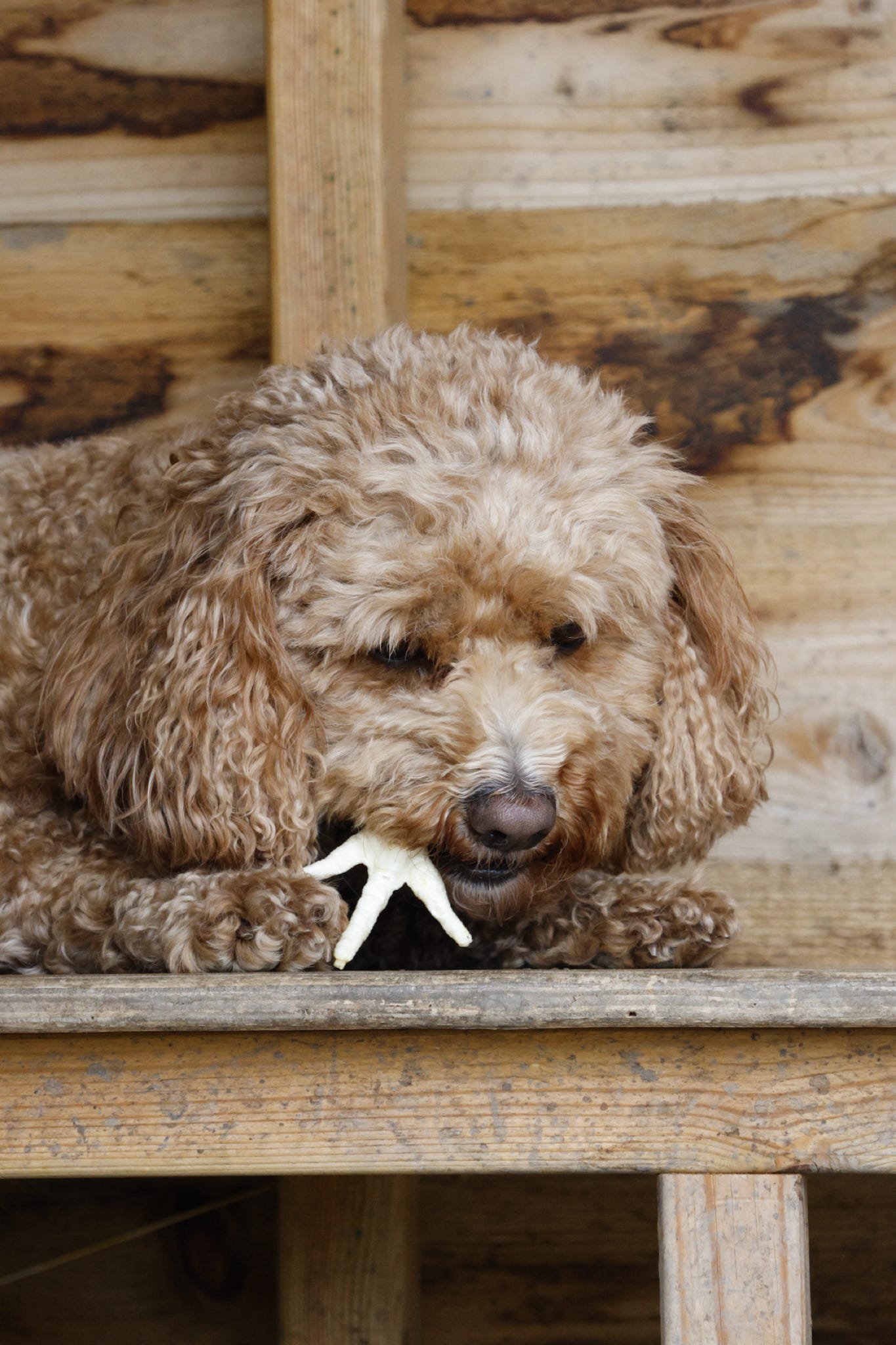 A curly-haired brown dog lying on a wooden bench and holding a chciken foot in its mouth, with a rustic wooden wall behind it.