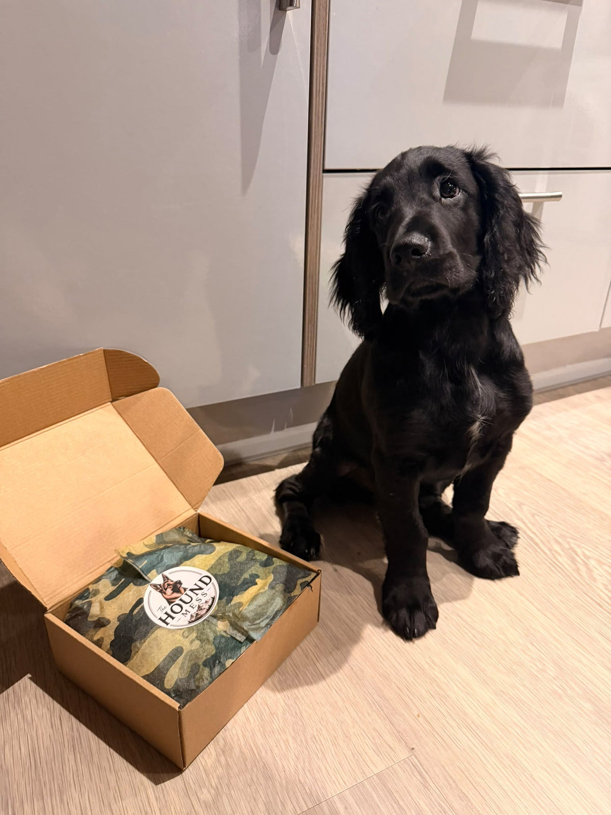 A black dog sits on a light wood floor next to an open cardboard box containing a packaged pet treat or accessory with a camouflage pattern and a visible 'Hound Mess' label.
