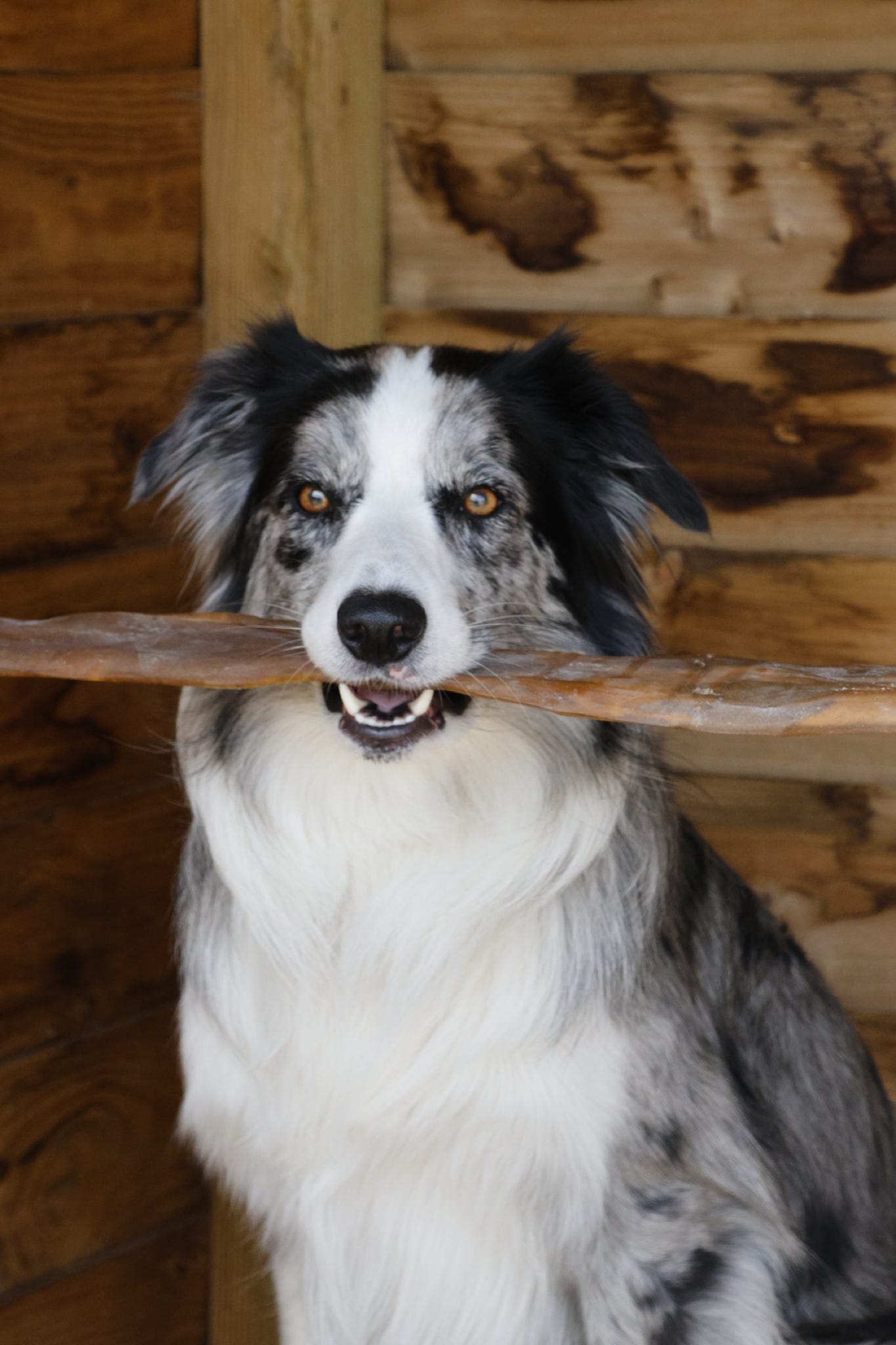 A black and white dog holding a large brown log horizontally in its mouth, set against a rustic wooden log cabin background.