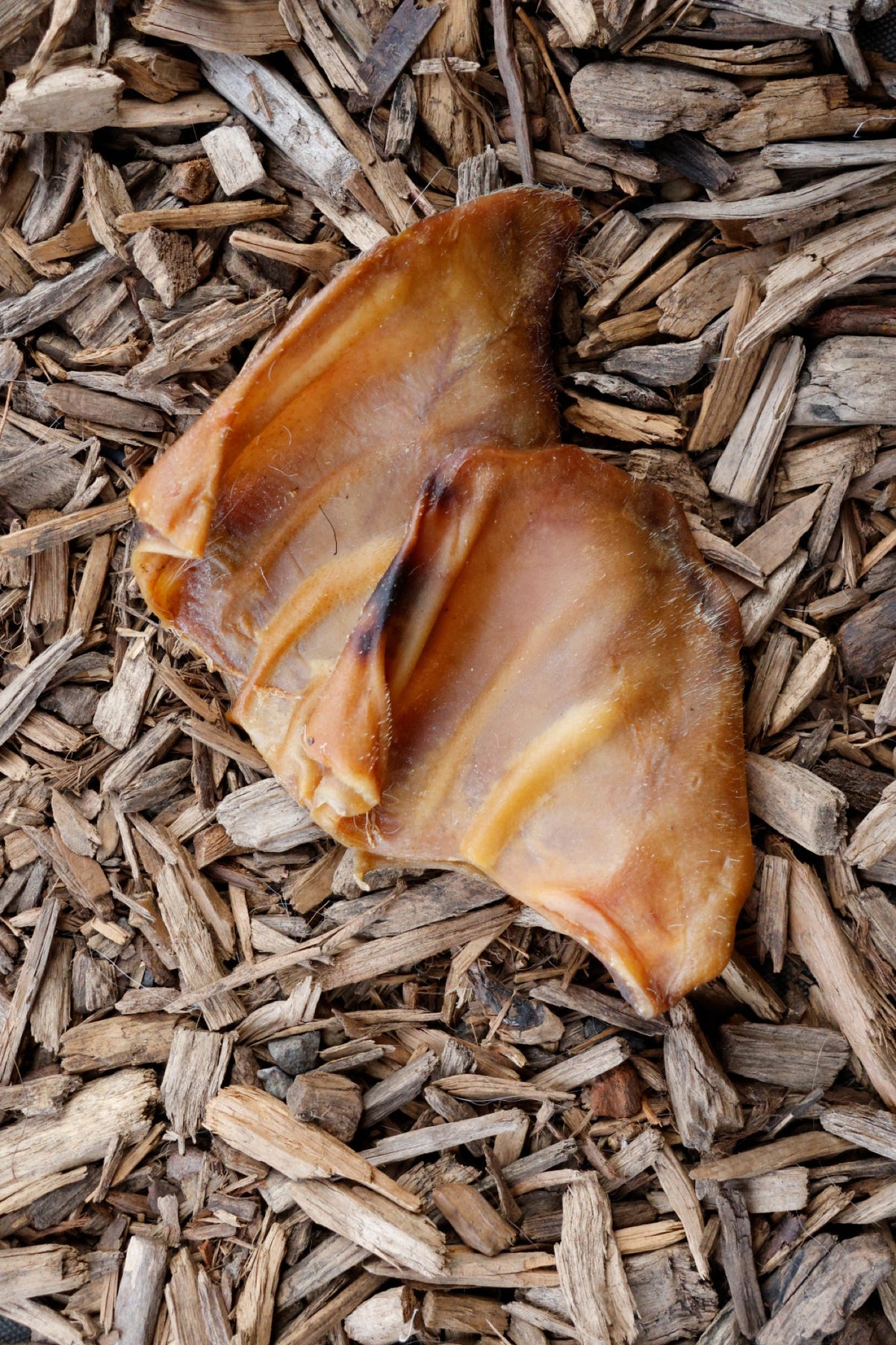 Pig ear dog chew treat on natural wood chips