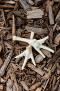 2 puffed chicken feet chews laying on a bed of wood chips