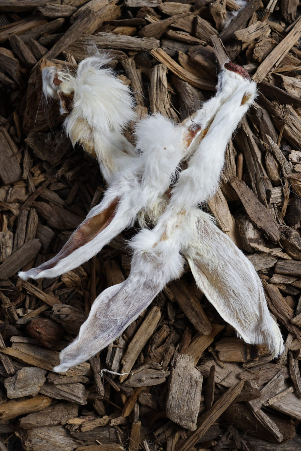 White fur rabbit ears, laid on a bed of brown wood chips.